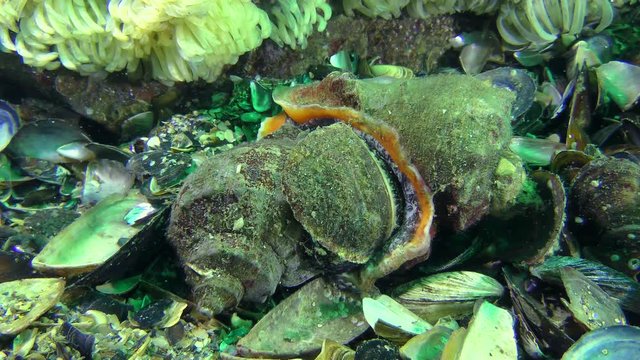 Propagation of the gastropods Veined Rapa Whelk (Rapana venosa): the mating of snails against the backdrop of laid eggs.
