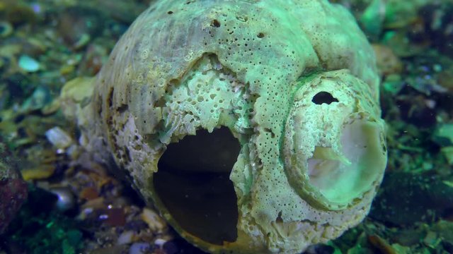 Shell of Veined Rapa Whelk (Rapana venosa) damaged by a drilling sponge.
