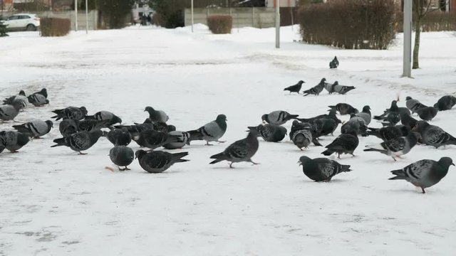 Flock of pigeons eating switchgrass in the urban park in cold winter outdoors