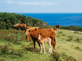 与那国馬