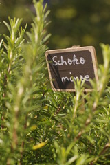 Urban Gardening, Balkon, Gartenkräuter selbst gezüchtet