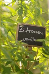 Urban Gardening, Balkon, Gartenkräuter selbst gezüchtet