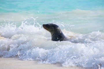 Naklejka premium Galapagos sea lion playing at Gardner Bay on Espanola Island, Galapagos National park, Ecuador