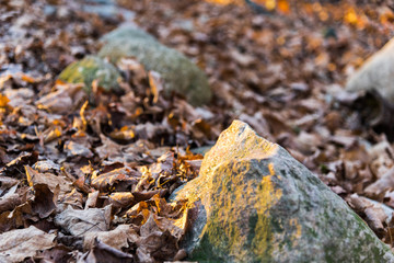 Mossy Rock and Leaves