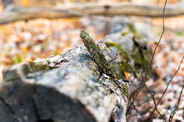 Mossy Oak in the Forest