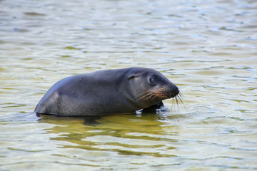 Fototapeta premium Galapagos sea lion playing at Gardner Bay, Espanola Island, Galapagos National park, Ecuador