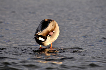 Wildente in der Ostsee, Stockenten-Erpels