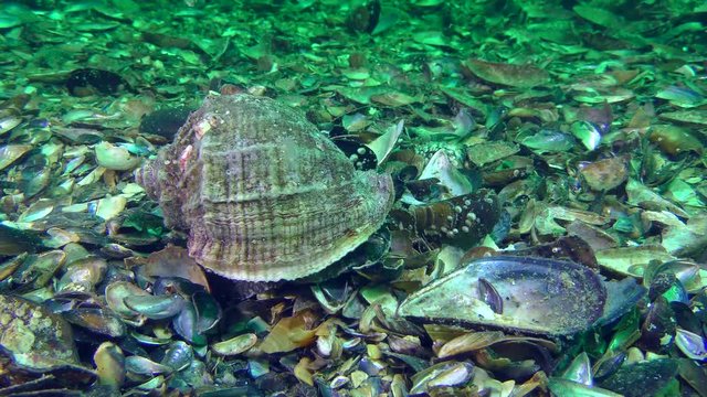 Snail Veined Rapa Whelk (Rapana venosa) crawls along the shell bottom.
