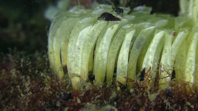 Propagation of the gastropods Veined Rapa Whelk (Rapana venosa): eggs inside the horny-like egg cocoons.
