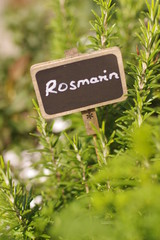 Urban Gardening, Balkon, Gartenkräuter selbst gezüchtet