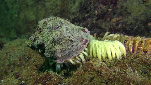 Reproduction of gastropods Veined Rapa Whelk (Rapana venosa): the female lays eggs.
