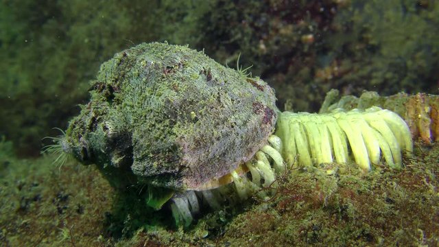 Reproduction of gastropods Veined Rapa Whelk (Rapana venosa): the female lays eggs.
