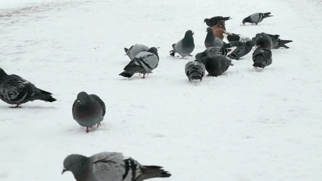 Flock of pigeons eating switchgrass in the urban park in cold winter outdoors