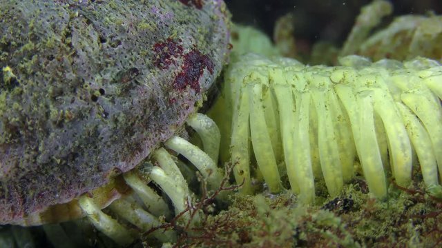 Veined Rapa Whelk (Rapana venosa): the female lays eggs, close-up.
