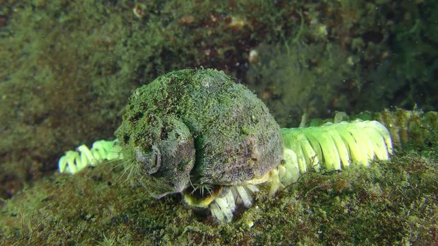Reproduction of gastropods Veined Rapa Whelk (Rapana venosa): the female lays eggs.
