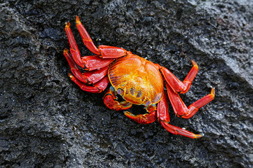 Sally lightfoot crab on Espanola Island, Galapagos National park, Ecuador.