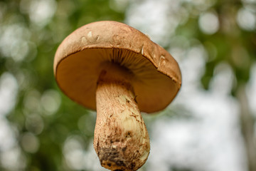 Macro shot of a forest mushroom