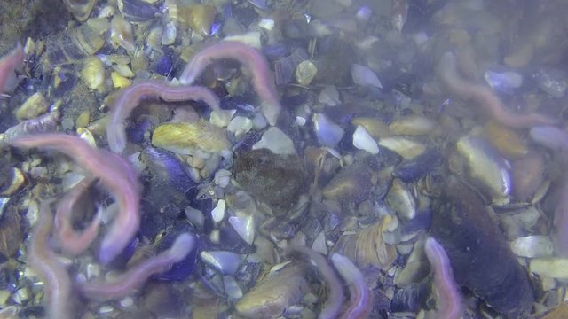 Reproduction Clam Worms (Nereis sp.): Mass spawning at night.
