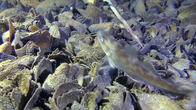 Reproduction of Clam Worms (Nereis sp.): Whiting fish (Merlangius merlangus) catches and eats a captured worm.
