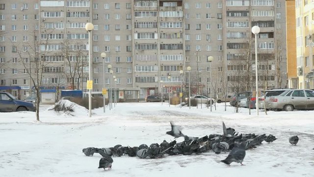 Flock of pigeons eating switchgrass in the urban park in cold winter outdoors