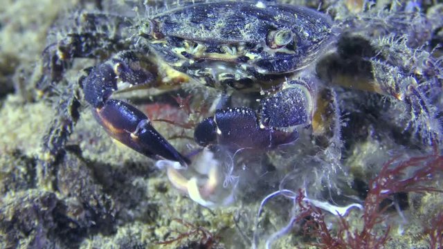 Reproduction Clam Worms (Nereis sp.): A crab (Pachygrapsus marmoratus) catches and eats a captured worm.
