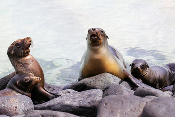 Galapagos sea lions lying on rocks at Suarez Point, Espanola Island, Galapagos National park, Ecuador