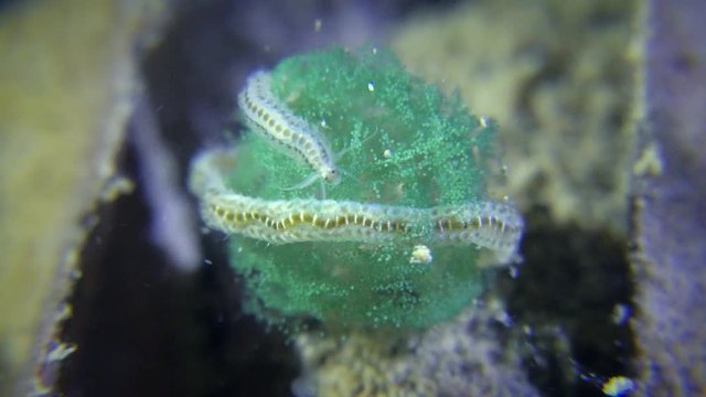Reproduction of polychaetes (Phyllodoce sp.): The worm wrapped around the nest with eggs.
