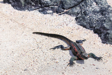 Marine iguana on Espanola Island, Galapagos National park, Ecuador