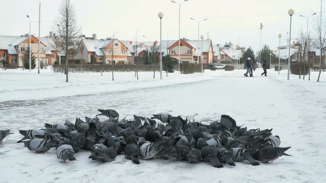 Flock of pigeons eating switchgrass in the urban park in cold winter outdoors