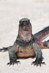 Marine iguana on Espanola Island, Galapagos National park, Ecuador
