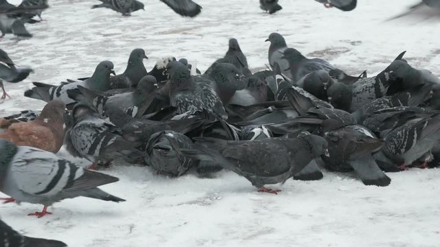 Flock of pigeons eating switchgrass in the urban park in cold winter outdoors