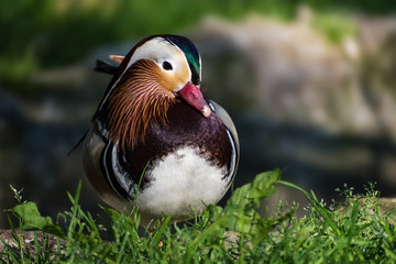 Beautiful Mandarin duck (aix galericulata) in the green grass – closeup