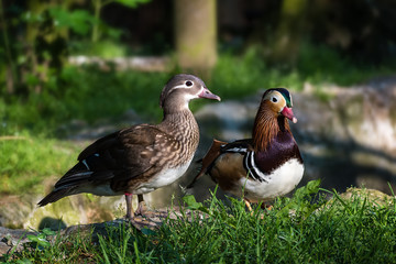 Pair of Mandarin ducks (aix galericulata) in the green grass – closeup