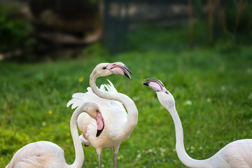 Pink Greater Flamingos playing on green grass (Phoenicopterus ruber)