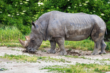 Naklejka premium Rhinoceros (Ceratotherium simum) eating green grass