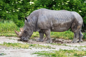 Foto op Plexiglas Rhinoceros (Ceratotherium simum) eating green grass © lubos K