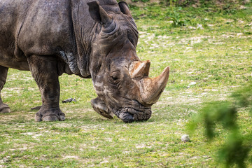 Fototapeta premium Rhinoceros (Ceratotherium simum) eating green grass
