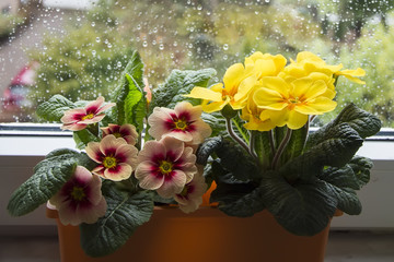 Flower box with colorful flowers on the terrace in the spring. Flowers in pots. Flowers in plastic pots. Flower case. Ranunculus. Primrose. Primula. Ivy.Viola tricolor