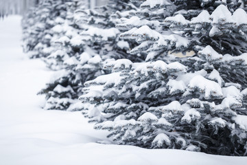 Fototapeta na wymiar Fir branch in snow. Winter background.
