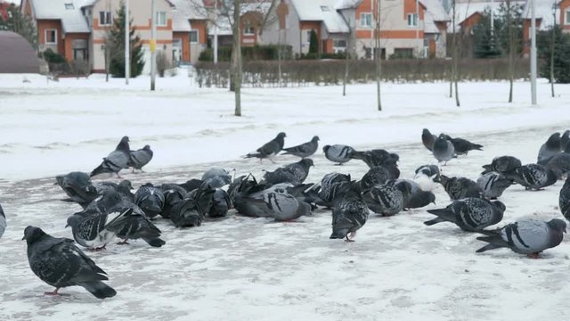 Flock of pigeons eating switchgrass in the urban park in cold winter outdoors