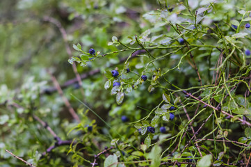 blueberries on bushes