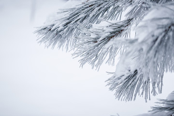 Fir branch in snow. Winter background.