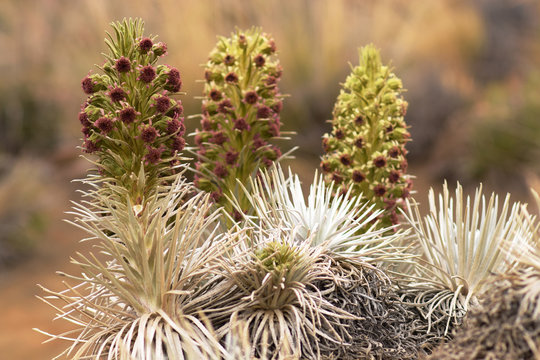 Mauna Kea Silversword, On The Slopes Of Mauna Kea On The Big Island, Hawaii