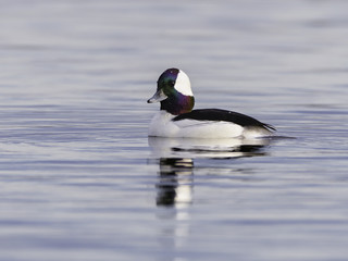 Obraz premium Male Bufflehead Swimming