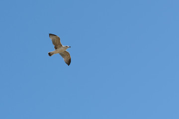 caspian gull in flight in the clear blue sky Larus cachinnans in left side of frame