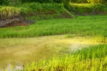 Growing seedlings are rice.