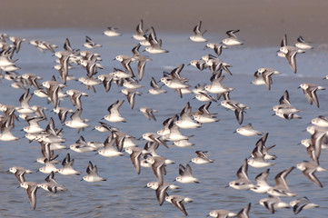 oiseaux de mer