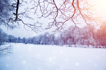 Winter wonderland scene background, landscape. Trees, forest in snow. Christmas, New Year time