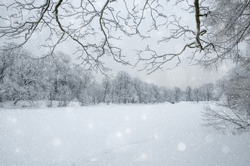 Winter wonderland scene background, landscape. Trees, forest in snow. Christmas, New Year time