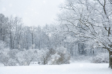 Winter wonderland scene background, landscape. Trees, forest in snow. Christmas, New Year time